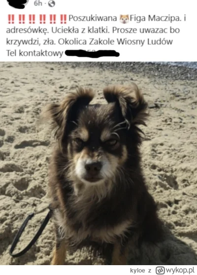 kyloe - > 1. Fredi Kamionka Gmina Burzenin
 2. Dolar od strony Przepompowni
 3. Lord ...