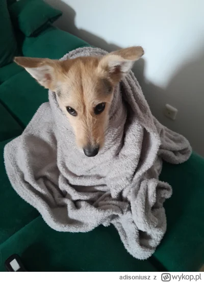 adisoniusz - wykapali mnie ( ͡° ʖ̯ ͡°)
#pokazpsa