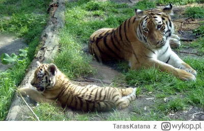 TarasKatana - #zwierzaczki #koty #natura