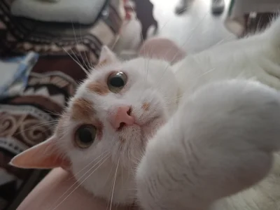 Mega_Smieszek - Kotka typu naręcachtrzymanego ᶘᵒᴥᵒᶅ
 Przy okazji chciałbym zaznaczyć,...