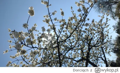 Dorciqch - wiosna, wiosna, wiosna ach to ty (｡◕‿‿◕｡)
##!$%@? #szczecin #przyroda