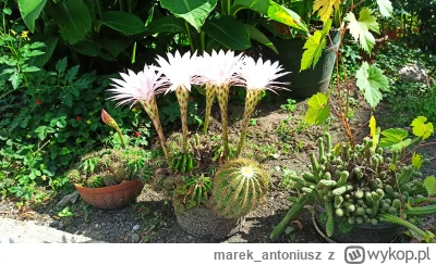 marek_antoniusz - #ogrodnictwo #przyroda #ciekawostki #kwiaty
Kaktusy dla chłopa zakw...