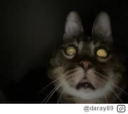 daray89 - #codziennykotopetany #dziwnekotki