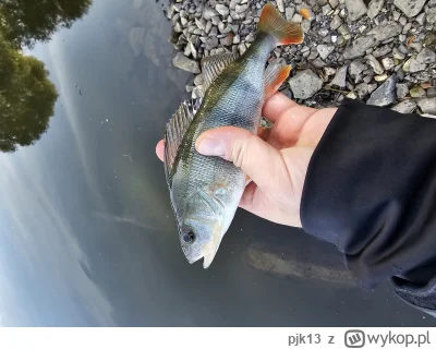 pjk13 - Ciężko idzie, ale jakoś idzie. Honor ratuje tanta z Ali. 
+ dwa szczupaczki 
...