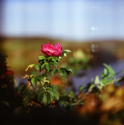czerwonykomuch - @VGT: 

Tak, obiektyw ostrością nie grzeszy, choć i tak tragicznie n...