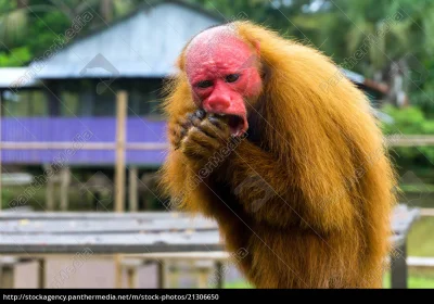 Hymenajos - @paczelok: Zła małpa. Ta powinna być.