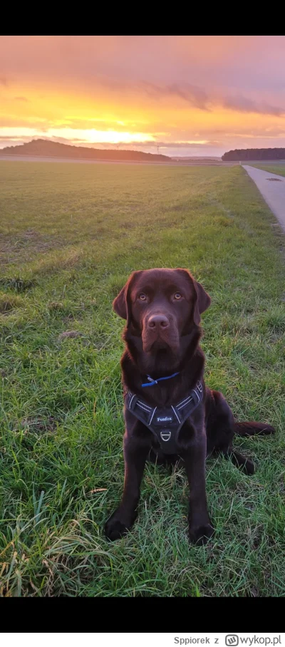 Sppiorek - Niestety, ale dziś nie spotkaliśmy nikogo, kogo można było by zaatakować i...