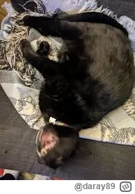 daray89 - #codziennykotopetany #dziwnekotki