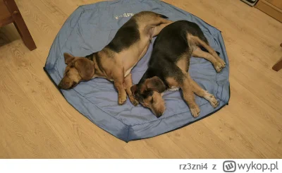 rz3zni4 - #pokazpsa Na górze zdjęcia Gucio, niżej Maja. Za tydzień będą miały pół rok...