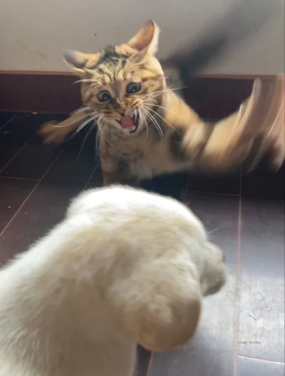 Czosnkov - Bam w cymbał #koty #psy