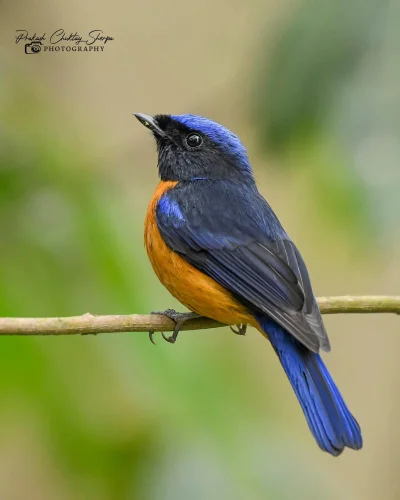 Lifelike - Niltawa rudobrzucha (Niltava sundara) [samiec]
Autor
#photoexplorer #fotog...