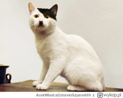 ArekWladcaDziurekiSzparek69 - @Rosinante: Takiego z lego zrób.( ͡° ͜ʖ ͡°)