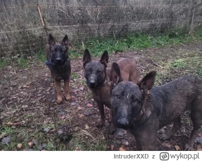 IntruderXXD - Kolejny Majtczak
 Z nieoficjalnych informacji wynika, że właściciela ps...