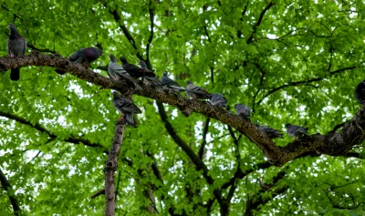 xvprvx - #ptaszkowpis #fotografia