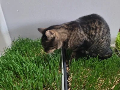 klefonafide - Posiałem trawkę dla kotów xD 

#pokazkota #koty #smiesznekotki
