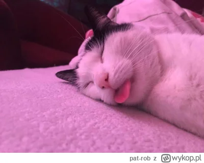 pat-rob - #pokazkota #Arma ᶘᵒᴥᵒᶅ