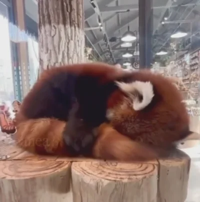 BozenaMal - Czy wiedzieliście, że czerwone pandy używają swojego ogona jako poduszki?...