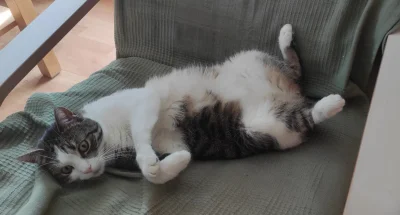 Fishuur - Kocur musi być

#koty #pokazkota