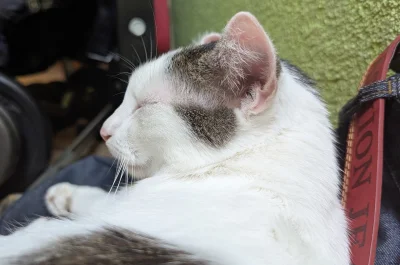 vulcanitu - #koty #pokazkota 
Zaśpiula