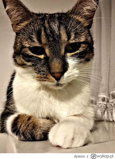dylann - #koty #pokazkota Ryszard mówi dobry wieczór