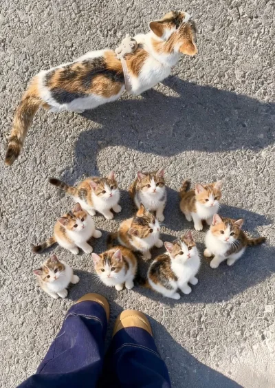 paczelok - Obudzony niewielkim kosztem #paczekot