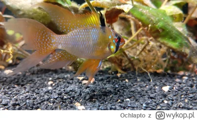 Ochlapto - @LucaJune: samiec