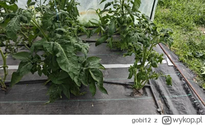 gobi12 - Ej, ale tych odmian Dwarf to chyba nie powinno się obrywać z liści, nie? ( ͡...