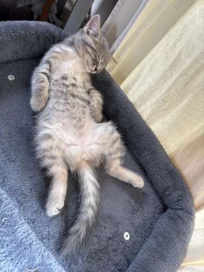 wybryk_natury - Wczoraj miała pierwszą wizytę u weta. Dostała coś na odrobaczanie, a ...