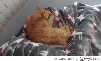 czerwony_ptak - I tak sobie razem leżymy :3
#koty #pokazkota