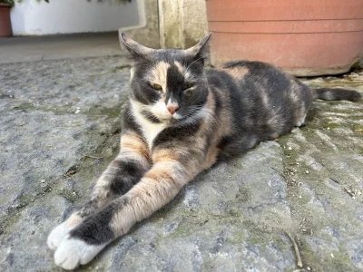 Turkotka - Taki kotek w Neapolu. Chwilę poleżał, przegrzał się i poszedł spać do kośc...