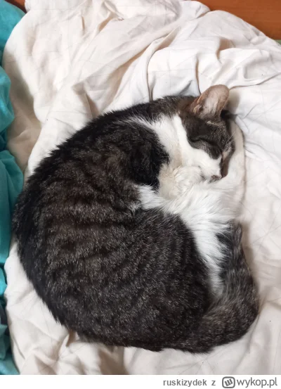 ruskizydek - Mój pysiulek sobie śpi ʕ•ᴥ•ʔ
#koty #pokazkota #cup