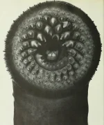 wfyokyga - Obrazek z rybom 

Minóg morski[3], minog morski[4] (Petromyzon marinus) – ...