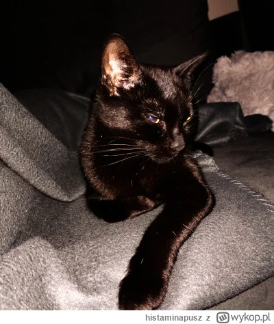 histaminapusz - Kotek ze mną leży 

#pokazkota #kot #koty