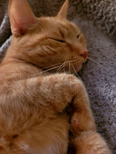 karmelkowa - #dobranoc Karmel już śpi.
#pokazkota #koty