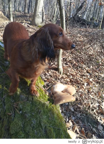 iwaify - Moje pieski ze mną wszędzie chodzą, dzisiaj byliśmy na białoporek znowu. 
#p...