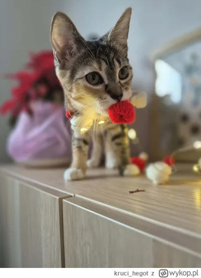 kruci_hegot - #pokazkota #koty #suziq
coraz bliżej święta