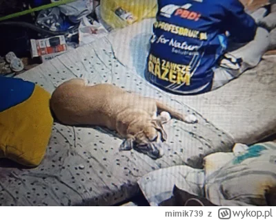 mimik739 - #danielmagical 

Masz Sonia, przykryj sie V2 (⌐ ͡■ ͜ʖ ͡■) #patostreamy