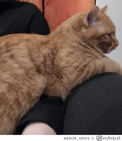 wybryk_natury - Kawiarniany #kitku chyba mnie polubił (｡◕‿‿◕｡)
SPOILER
#frenpill