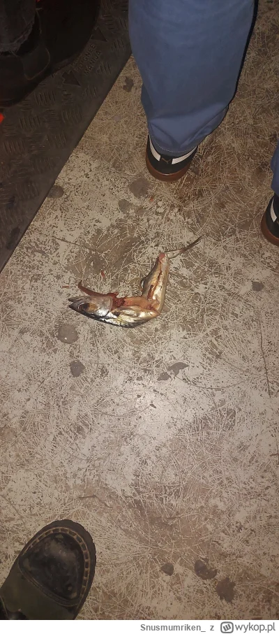 Snusmumriken_ - @kolak68 mówisz i masz xD