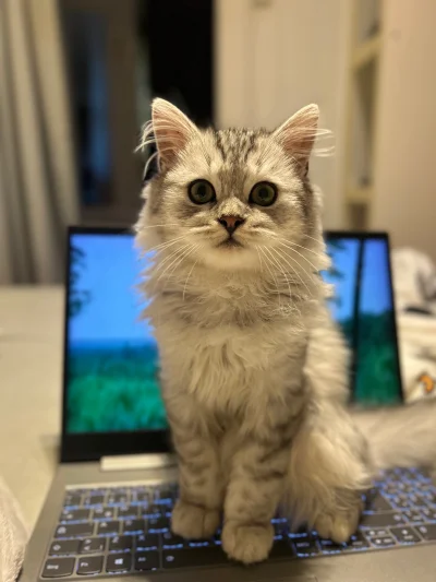 downton - @Abrez  Coś Ty powiedział AI?! Mam Cię na oku ( ͡° ͜ʖ ͡°)  tak serio to kom...