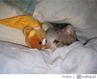 ProElo - dobranoc siusiaczki :(