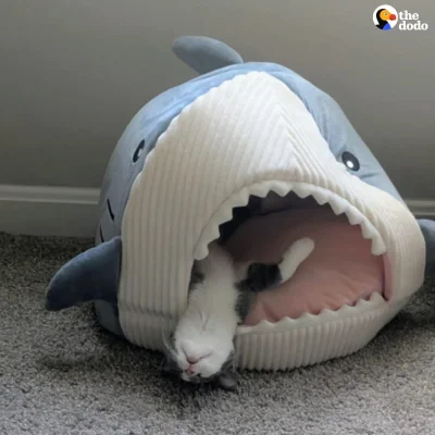 beriam - Trup ściele się gęsto ( ͡~ ͜ʖ ͡°)

#humorobrazkowy 
#heheszki
#koty
#smierc