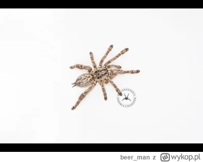 beerman - @sperg44: Nie miałem nigdy ptasznika z Afryki, jednak mogę polecić Ci kanał...