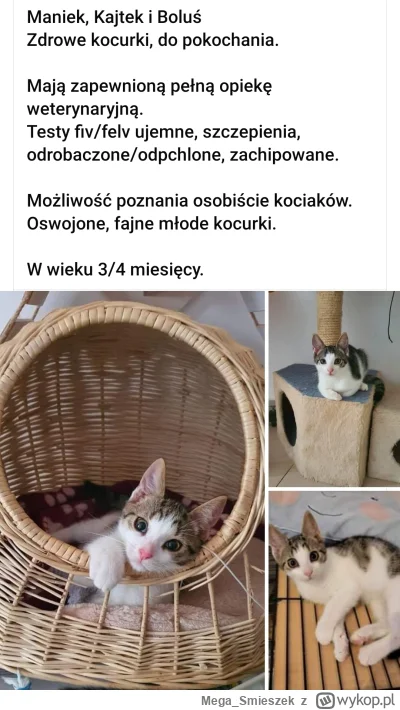 Mega_Smieszek - Ale bym kochał kotki ᶘᵒᴥᵒᶅ

#koty #gdansk