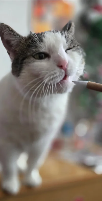 Solsith - #pokazkota #spaslak coraz lepiej mi idzie rysowanie( ͡° ͜ʖ ͡°)