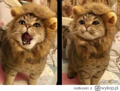 radkoski - @SubsaharyjskaAlpaka: lew 😎