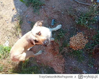 TrzyGwiazdkiNaPagonie - Parobas rano przyjechał na budowę, pojechał na awarie. Przy o...