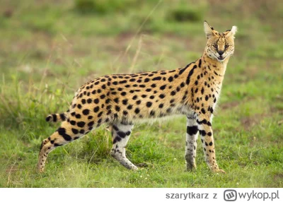 szarytkarz - @Essapierds2007 ale jak to zjeść? ( ͡° ͜ʖ ͡°)