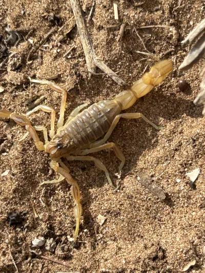 wolny_kot - @simpiara: