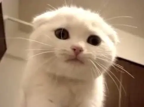 PetalMind - @mucha9o: jestem kotkiem